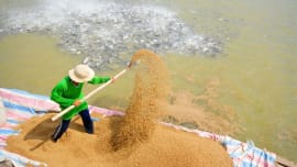 Chứng nhận hợp quy thức ăn thủy sản Chứng nhận hợp quy thức ăn thủy sản