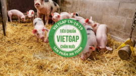 Chứng nhận VIETGAP chăn nuôi chi phí thấp