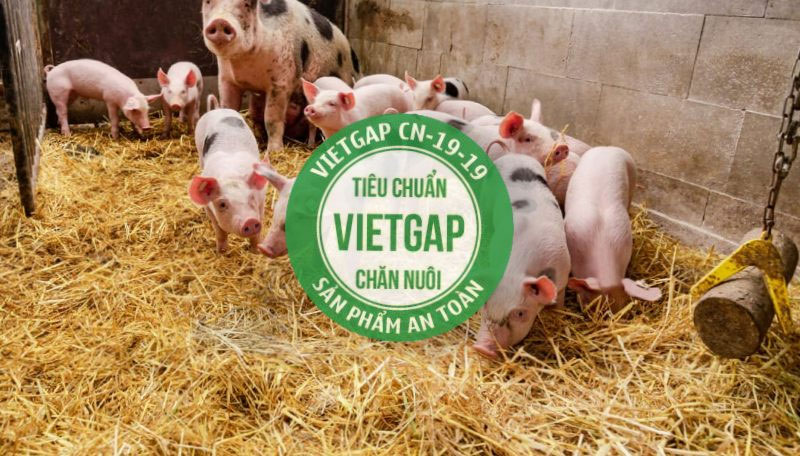 Tiêu chuẩn Vietgap trong chăn nuôi đang là xu hướng sản xuất bền vững thông minh được áp dụng phổ biến 