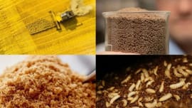 Chứng nhận hợp quy nguyên liệu sản xuất thức ăn thuỷ sản