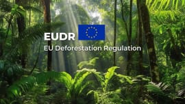 EUDR là gì? | Quy định chống phá rừng của Liên minh Châu Âu
